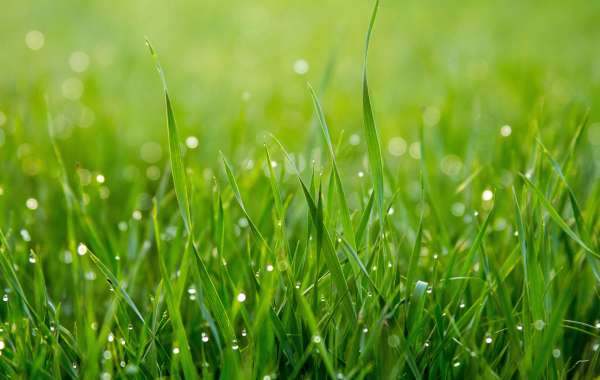 In Search of the Best: Unveiling the Top Artificial Grass Options